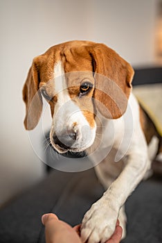 Adorable Beagle dog gives his paw on couch. Obedience and training concept