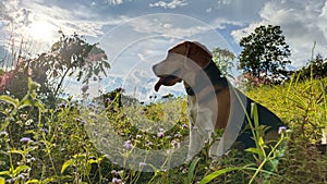 Adorable beagle dog at rest, tongue out, in the middle of a bucolic landscape