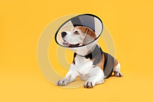 Adorable Beagle dog wearing medical plastic collar on orange background