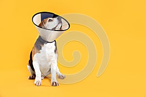 Adorable Beagle dog wearing medical plastic collar on orange background, space for text