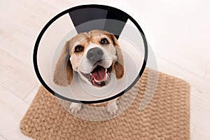 Adorable Beagle dog wearing medical plastic collar on rug indoors, above view