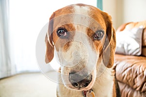 Adorable Beagle hound mix lifestyle head shot portrait