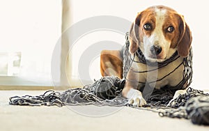 A Beagle dog is tangled up in a big ball of yarn photo