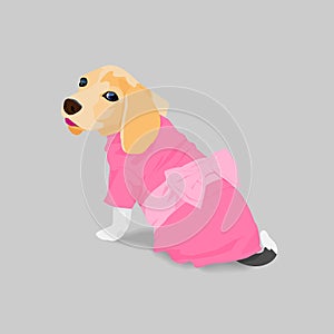 Adorable beagle in pink dress