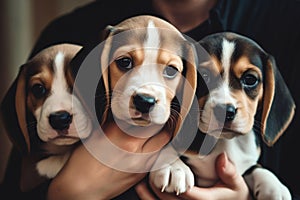 Adorable beagle puppies