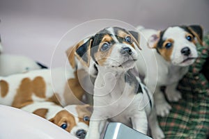 Adorable beagle puppy in the foreground