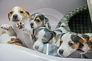 Adorable beagle puppy in the foreground