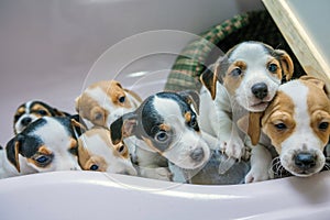 Adorable beagle puppy in the foreground