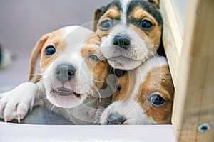 Adorable beagle puppy in the foreground