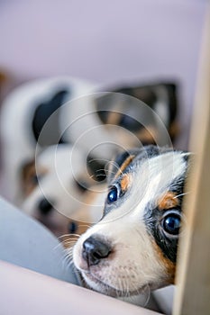 Adorable beagle puppy in the foreground