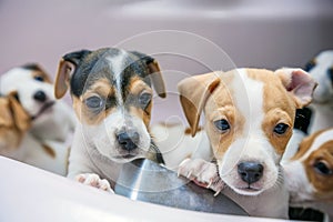 Adorable beagle puppy in the foreground