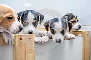 Adorable beagle puppy in the foreground