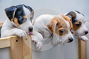 Adorable beagle puppy in the foreground