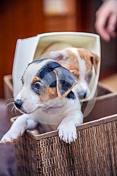 Adorable beagle puppy in the foreground