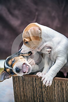 Adorable beagle puppy in the foreground