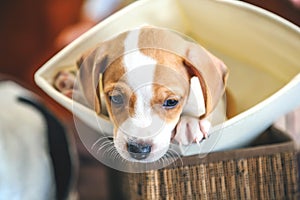 Adorable beagle puppy in the foreground