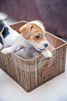 Adorable beagle puppy in the foreground