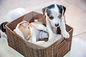 Adorable beagle puppy in the foreground