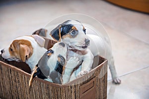 Adorable beagle puppy in the foreground