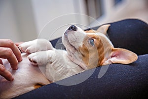 Adorable beagle puppy in the foreground