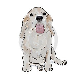 Adorable beagle ,sticky tongue out, sitting on white background