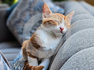 Adorable beautiful ginger kitten sleeping on couch peacefully. Cat taking a nap