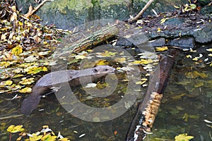 Adorable beaver swimming in a pond in autumn