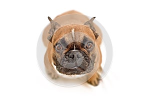 Adorable begging French Bulldog dog with big eyes looking up at camera, isolated on white background