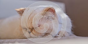 Adorable beige domestic cat is sleeping cozy photo