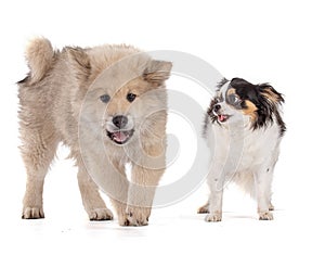 Adorable beige Eurasier puppy with chihuahua