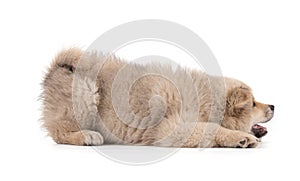 Adorable beige Eurasier puppy lying