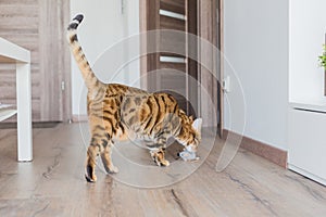 Adorable Bengal cat playing with a toy mouse in a house