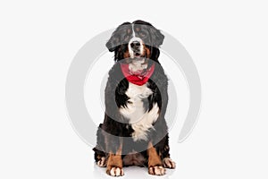 adorable berna shepherd dog with red bandana opening mouth photo