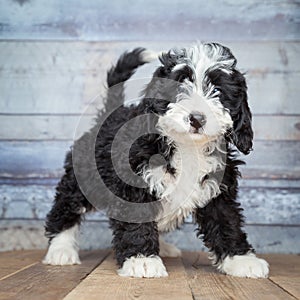 Adorable Bernedoddle Puppy