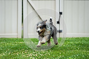 Adorable Bernedoodle dog is seen running joyfully in an outdoor grassy area, next to a gated fence