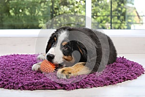 Adorable Bernese Mountain Dog puppy on fuzzy rug