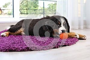 Adorable Bernese Mountain Dog puppy on fuzzy rug