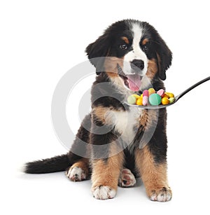 Adorable Bernese Mountain dog puppy and spoon full of different pills on white background. Vitamins for animal