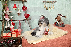 Adorable Bichon Havanese dog with red ribbon bow lying on a cosy pouf chair with rug cover in a Christmas decorated home with