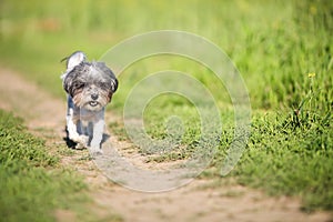 Adorable Bichon Havanese dog running on a pathway in between beautiful green grass meadow on a bright sunny day