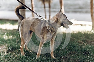 Adorable big eye brown dog on a walk with his owner, cute mongrel dog enjoying nature outdoors, animal shelter concept