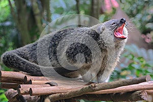 Adorable binturong face Arctictis binturong.