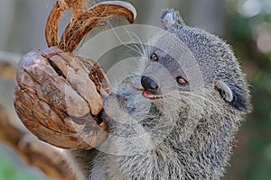 Adorable binturong face.