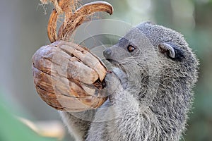 Adorable binturong face.