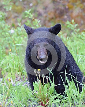 Adorable Black Bear Cub Near Lake Louise, Alberta