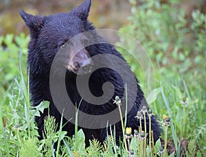 Adorable Black Bear Cub Posing for Camera