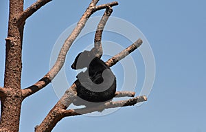 Adorable Black Bear Cub Sitting in a Tree
