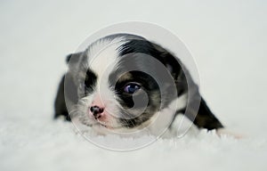 An Adorable Black, Brown and White Long Coat Chihuahua Puppy