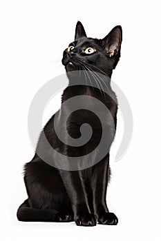 Rozkošný čierny mačka izolované na bielom pozadí 