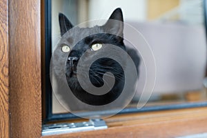 Adorable black cat siting at the window